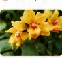 Dendrobium fimbriatum yellow orchid