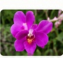 Phalaenopsis magenta orchid bloom