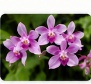 Epidendrum violet orchid cluster