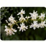 Dendrobium nobile white and purple flower