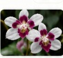 Cymbidium aloifolium striped orchid