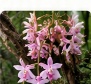 Rhynchostylis retusa (Kopou Phool) wild orchid bloom