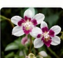 Paphiopedilum Lady Slipper wild orchid