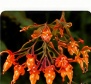 Dendrobium densiflorum golden cluster