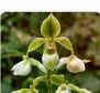 Coelogyne cristata white wild orchid