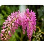 Aerides odorata fragrant wild orchid bloom
