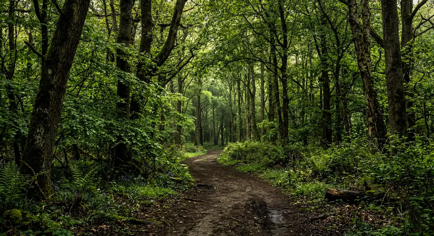 Dense green forest in Assam