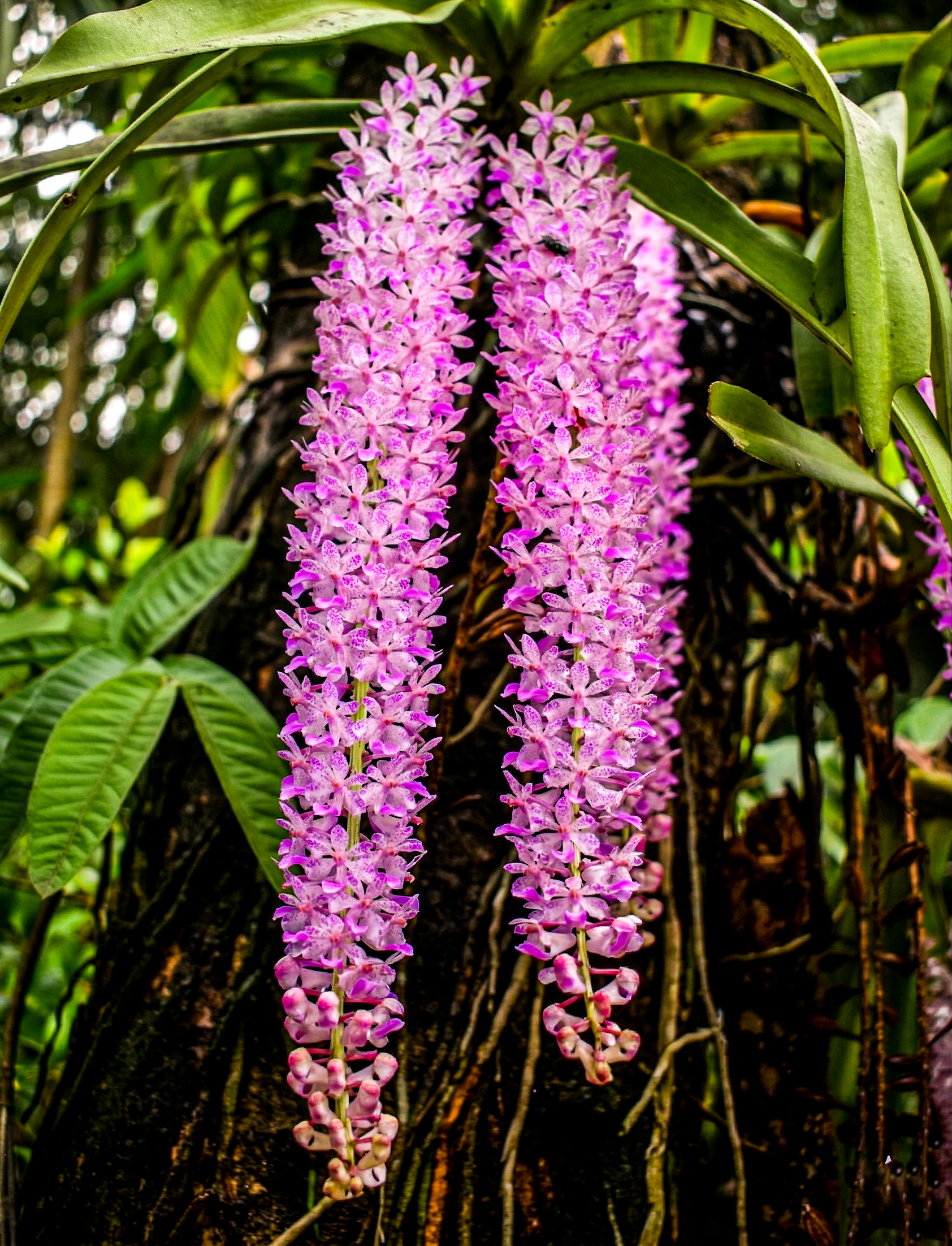 Native orchids displayed in a natural green setting
